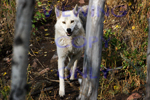 Mission Wolf Sanctuary Gallery